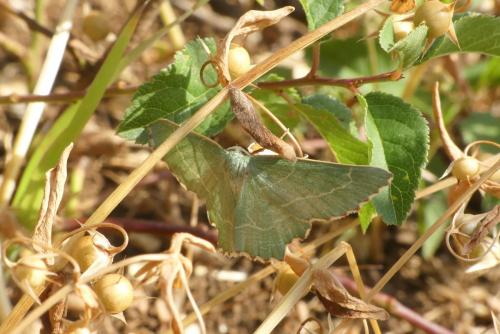 Réf. 234 994 : Thalera fimbrialis